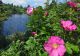 Wild beach roses (Rosa rugosa) in town